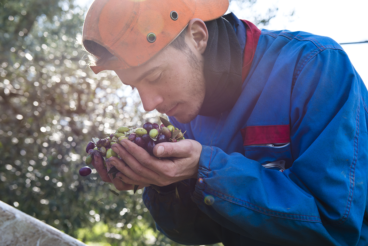 Olio di Coratina, l’eccellenza pugliese che fa bene alla salute